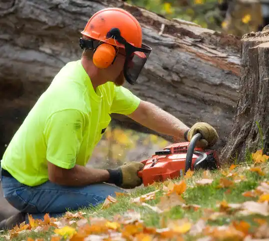 tree services Elliott